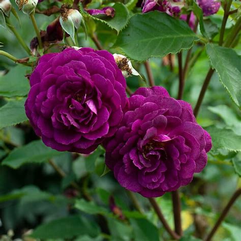 Image result for Flower Digram Using Turtle Python