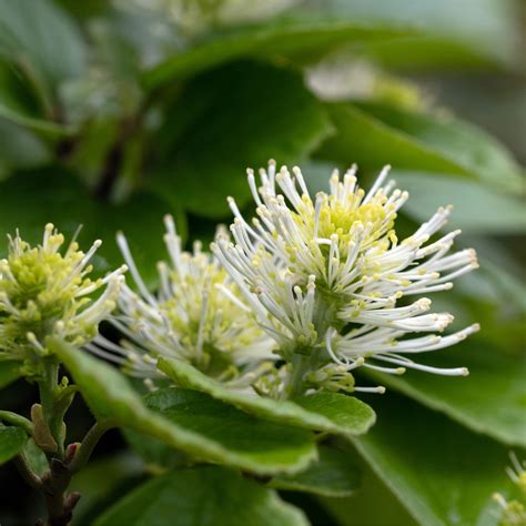 Phoenix Flowering Shrubs Full Sun