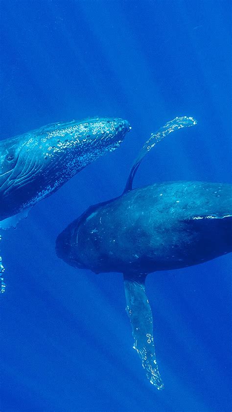 Bing Whale Wallpaper 的图像结果