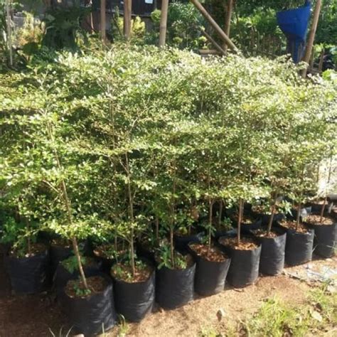 Jual Ketapang kencana paket 3 bibit - Kota Kediri - Hijau daun tanaman ...