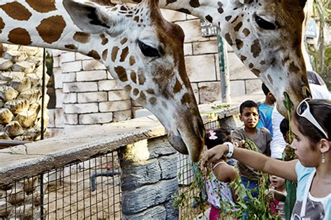 Visit some amazing zoos in Abu Dhabi with AskExplorer