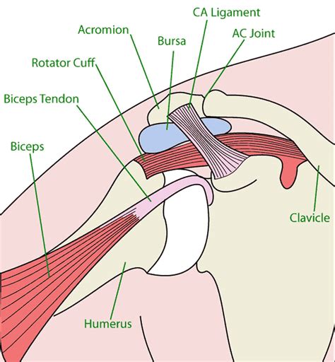 Acromion Types