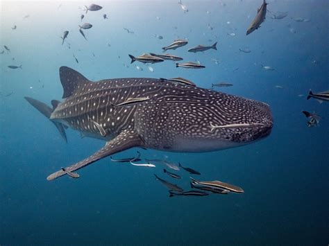 What You Didn't Know About Shark Bae's OnlyFans Leak - Truth or Fiction