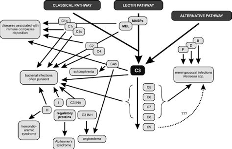 Image result for Complement System Disorders