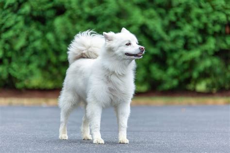 American Eskimo Dog Breed Information, Pictures, Characteristics ...