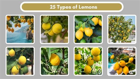 Image result for Autori Program in Java