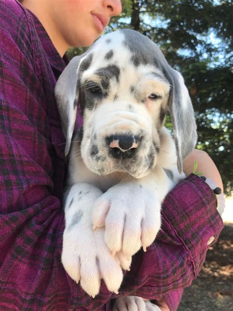 European Great Dane Puppies