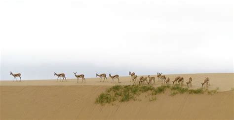 Kuiseb Delta Adventures (Walvis Bay) - 2021 What to Know Before You Go ...