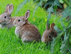 Image result for Rabbit Nursing