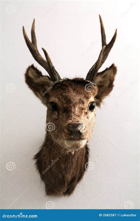 Mounted deer head stock image. Image of taxidermy, hunting - 2682587