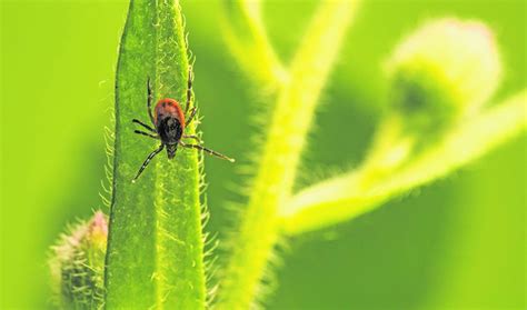Blood-sucking ticks lurk in cities, countryside | Article | The United ...