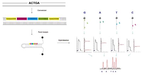 Single-Molecule Magnetic Sequencing | Encyclopedia MDPI
