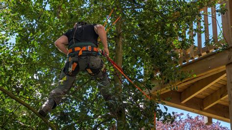 Tree Root Removal Cost 的图像结果