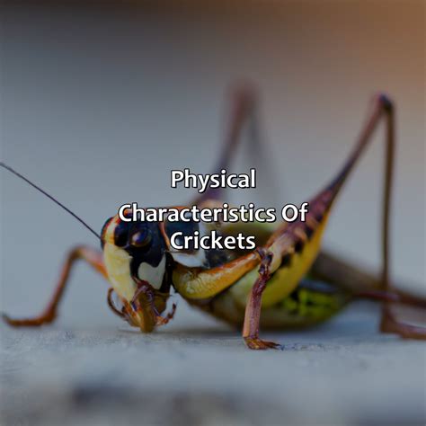 Characteristics Of Crickets at Justin Bee blog