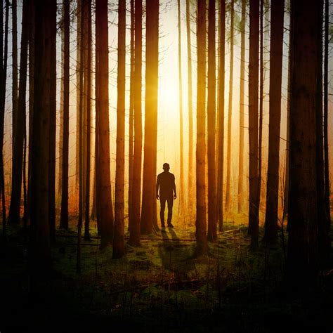 Download wallpaper 2780x2780 silhouette, man, forest, trees ipad air ...