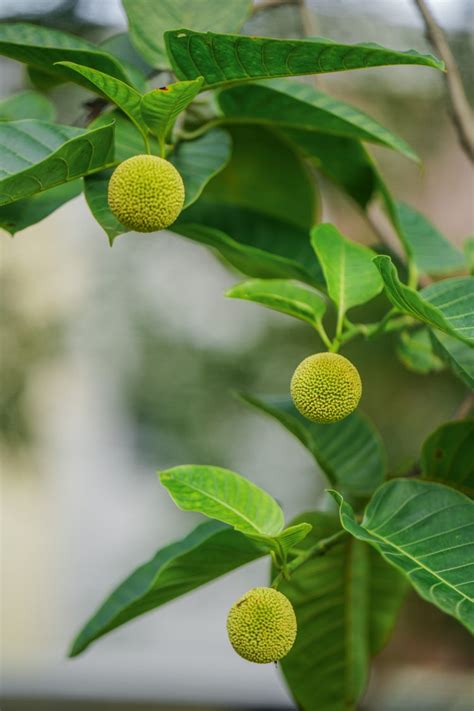 Kadamb / कदंब / Burflower-tree, Kadam / Anthocephalus cadamba, Neolama ...