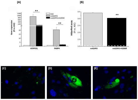 The Adipose Stem Cell as a Novel Metabolic Actor in Adrenocortical ...