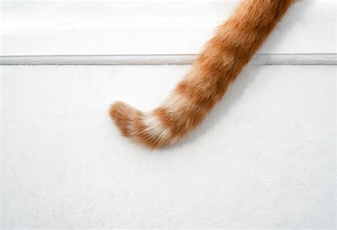 Cat Tail Movements Meaning: A Complete Guide to Body Language