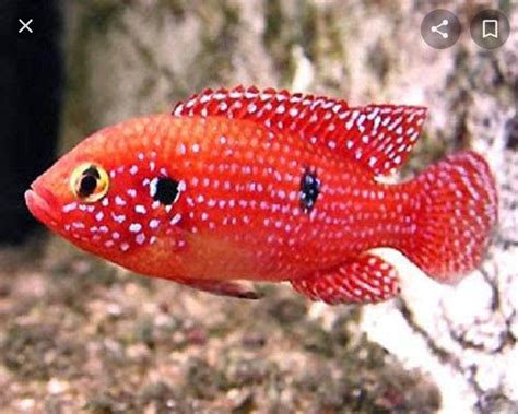 Jewel cichlid | FRESHWATERAQUATICA