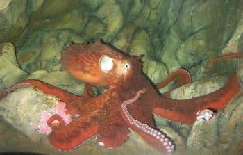 Squid Ink Pasta 的图像结果