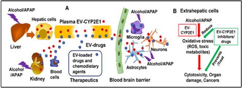 Hepatic, Extrahepatic and Extracellular Vesicle Cytochrome P450 2E1 in ...