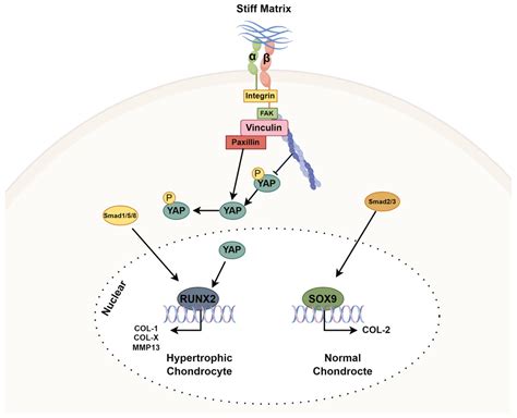 Substrate Stiffness Modulates Hypertrophic Chondrocyte Reversion and ...