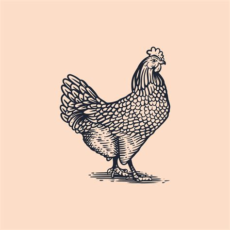iLLUSTRATION VINTAGE CHICKEN 24460228 Vector Art at Vecteezy