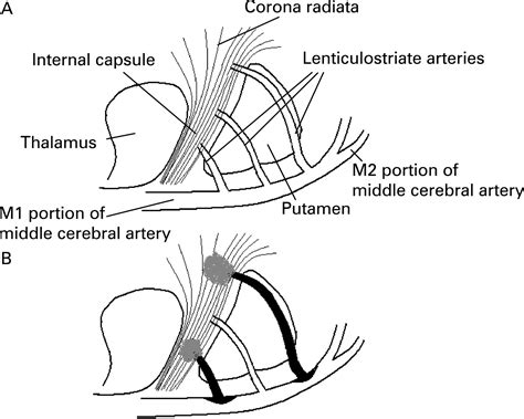 Cortical Radiate Artery Arteries And Veins Of Kidney Diagram | Quizlet