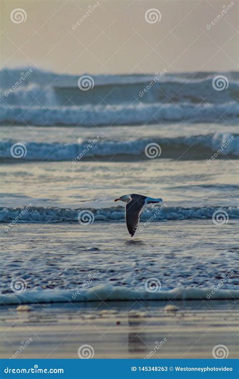 Flying Over Oregon 的图像结果