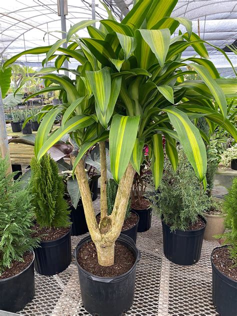 Dracaena Massangeana Mass Cane Stump Form, Corn Plant#N#– Eureka Farms