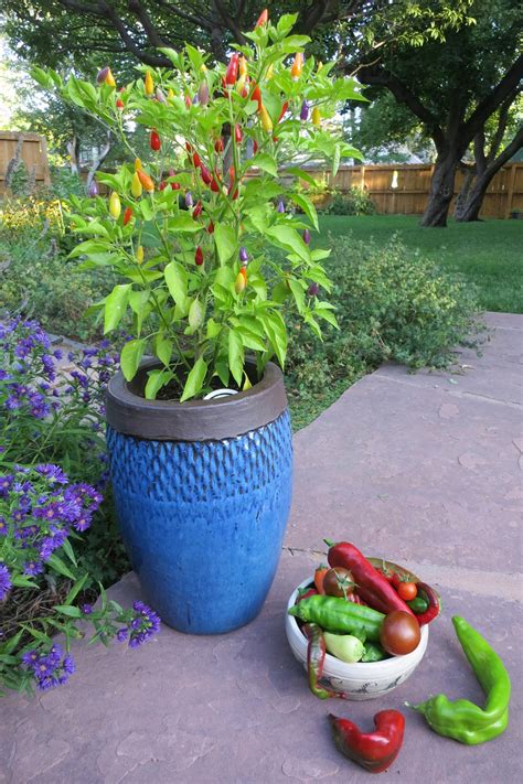 Bell Pepper Plants In Containers