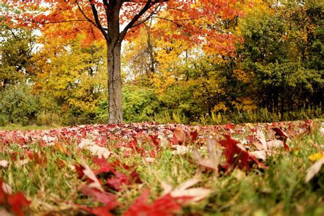 Bellevue State Park - Delaware Beaches Online | Events, News ...