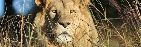 Canned ‘Trophy’ Hunting Is the Killing of Lions for Pleasure - FOUR ...