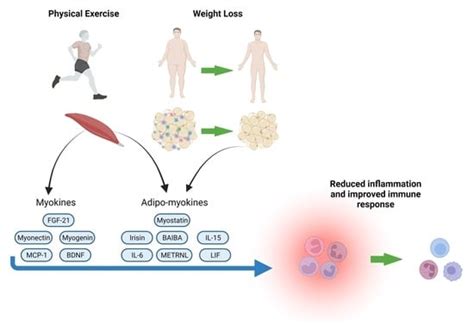 Influence of Nutritional Status and Physical Exercise on Immune ...