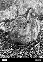 Image result for Black and White Baby Bunny