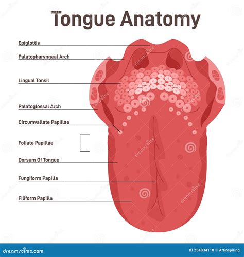 Ct Anatomy Of Tongue Muscles at John Verran blog
