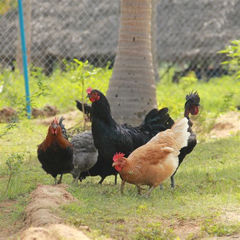 Happy Hens