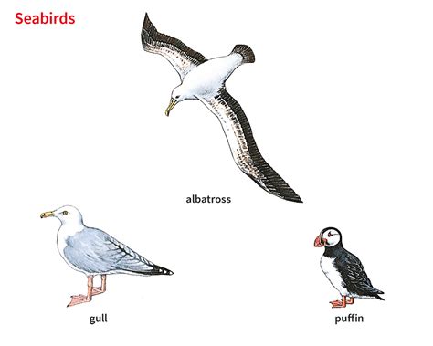 albatross noun - Definition, pictures, pronunciation and usage notes ...