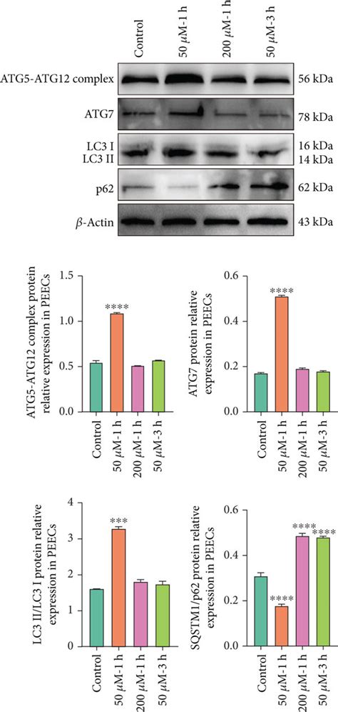 H2O2 Apoptosis 的图像结果