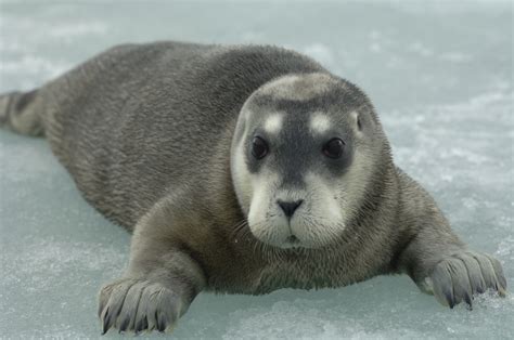 Arctic seals threatened by climate change, birds decline globally – IUCN Red List - Press ...