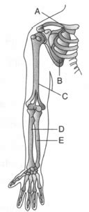 Image result for Acromion Function