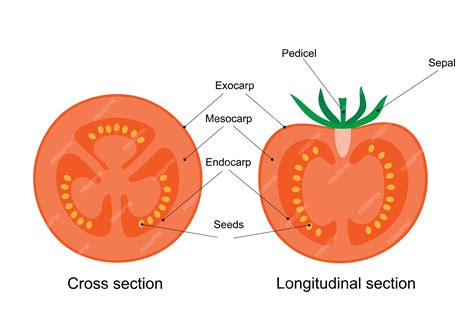Diagram of a tomato fruit cross and longitudinal section | Premium Vector