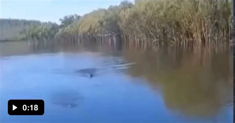 Camera Man Meme 的图像结果