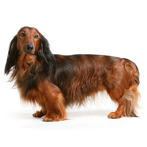 Long Haired Dachshund Breeders