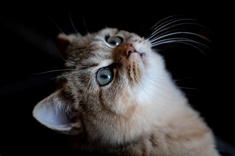 猫 画像 に対する画像結果