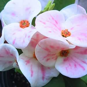 Healthy 1 PCS Live Euphorbia Milii – Crown of Thorns with Stunning ...