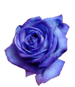 Image result for Blue Rose Color Code in vs Code