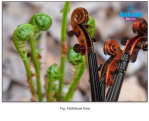 Pteridophytes: Characteristics, Examples, Size and Habitat | AESL