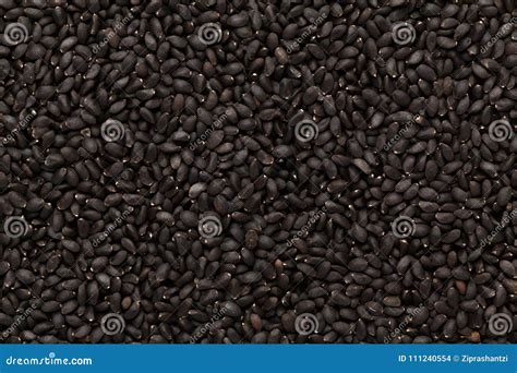 Organic Holy Basil Seed Ocimum Tenuiflorum or Tulsi in Full Frame Plane ...