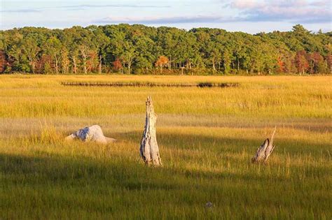 Making Musical Connections: Orchestras and Ecosystems, 318 Chase Road ...